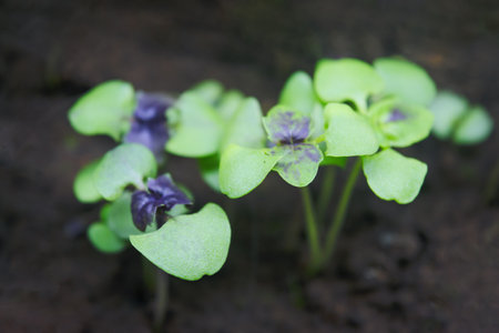 Top view of young basil sprouts growing in dark, fertile soil. Eco-friendly homegrown herbs.の写真素材