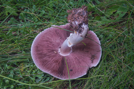 Fresh forest mushrooms lies on green grass close-upの写真素材