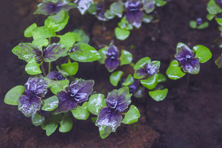 Top view of young basil sprouts growing in dark, fertile soil.の写真素材