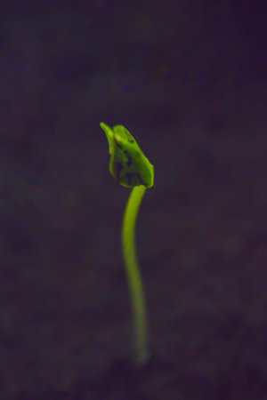 Young bright green sprout just emerging from the groundの写真素材