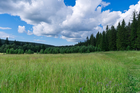 Beautiful Summer rural landscape with green grass and wild flowers on the background of a forest.の写真素材