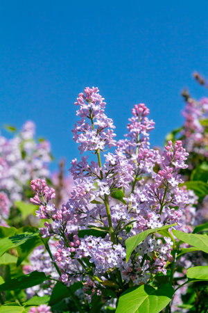 Blooming lilac bush. Blooming lilac against a background of blue skyの写真素材