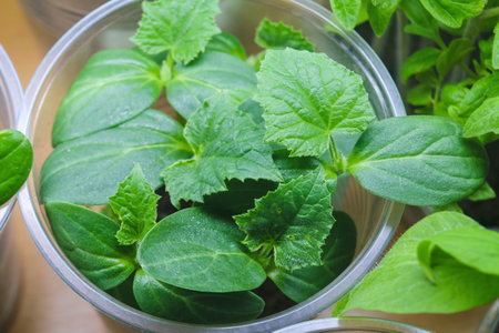 Seedlings of young shoots of cucumbers in a coma of soil on white isolated backgroundの写真素材