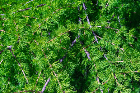 Young spring branches of larchの写真素材