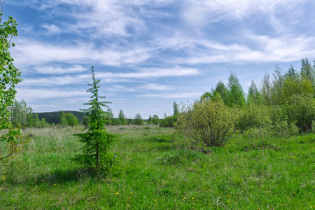 Beautiful Summer rural landscape with green grass and wild flowers on the background of a forest.の写真素材