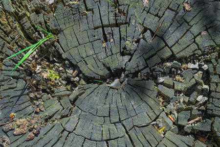 Old wood texture background. Log section. Abstract background with weathered old wood texture.の写真素材