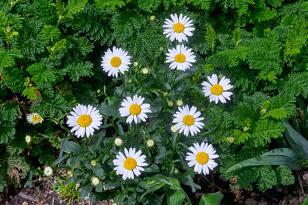 White flowers Leucanthemum maximum in the garden.の写真素材