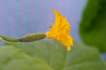 Young cucumber growing on a bush Cucumber with a flowerの写真素材