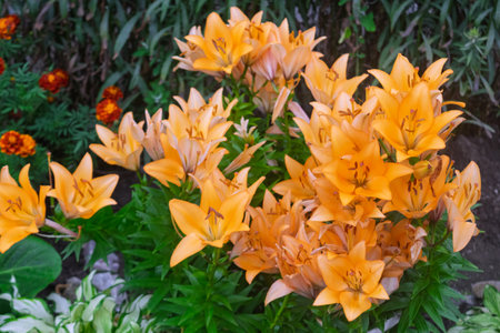 Yellow lily flowers in nature. Charming blooming tender lily flower - summer background for advertising and isolating.の写真素材
