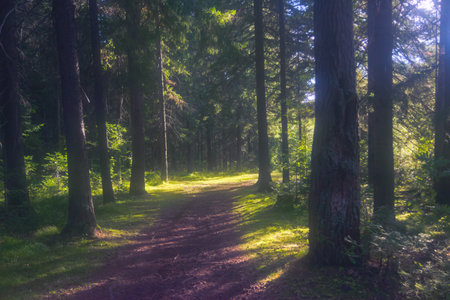 Forest closeup, beautiful summer landscape, sunlight shines through branches, trees with shadows travel destination scenic.の写真素材