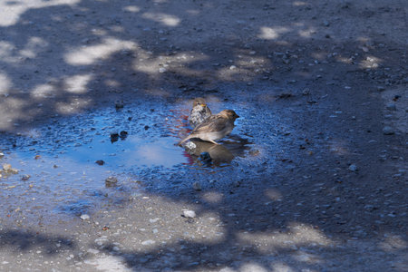 A cute little sparrows bathes in a puddle of water.の写真素材