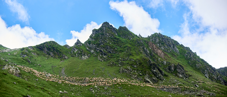 Panoramic picture of magnificent green rocky mountains and slopes with white sheep walking and beautiful blue sky behind. Nature in Romania. Trees hill clear landscape amazing spectacular scenery viewの写真素材
