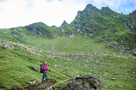 Young tourist female is standing at the foot of the mountain on a rock. On a blurred background, you can see a herd of sheep and a green mountainous terrain. Fagaras Mountains, Carpathians, Romaniaの写真素材