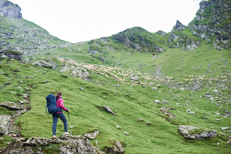 Rear view of young female tourist with walking sticks standing on rock edge admiring beauty of green rocky mountains and meadows and walking sheepの写真素材