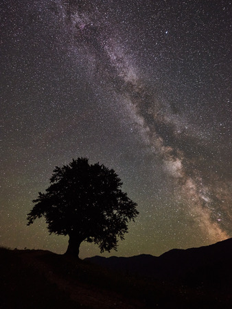 Silhouette of lonely high tree under incredibly beautiful starry night sky and Milky way in the mountains. Astrophotographyの写真素材