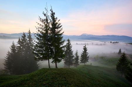 Tall beautiful pine trees growing on grassy hill and small silhouette of man with camera taking picture of green valley covered with fog on distant mountain range with snow on peak background.の写真素材