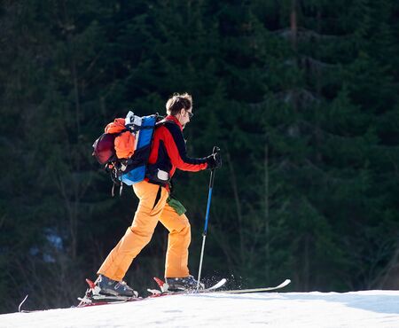 Young strong tourist with backpack in bright clothing traveling on skis up snowy hill on background of ever-green spruce trees of mountains wood on sunny cold day. Sport and recreation concept.の写真素材