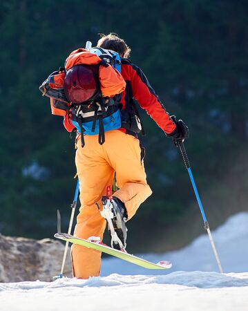 Back view of hiker with backpack in bright clothing traveling on skis in deep white snow on blurred background of green spruce trees. Sport and recreation, active winter holiday concept.の写真素材