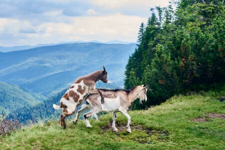 Two wild goats in nature environment while mating on top of a mountain. On the background a beautiful landscape of a valley of mountains and green forests under a cloudy sky.の写真素材