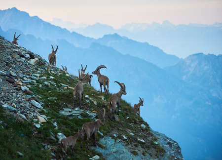 Horizontal snapshot of group of alpine goats captured in their natural habitat, ibexes high in rocky mountains living in herd on slopes. Amazing mountain ranges on background. Concept of wild faunaの写真素材