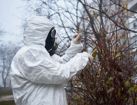 Ecologist in radiation suit gripping tree brunch with tweezers. Male environmentalist wearing white protective uniform, sterile gloves and gas mask. Concept of research and ecological problems.の写真素材