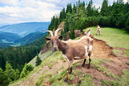 Wild goats in nature environment. Goats graze on top of a mountain in the background a beautiful landscape of a valley of mountains and green forests under a cloudy skyの写真素材