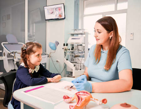 Adorable little girl studying female reproductive system with lovely doctor in gynecological cabinet. Gynecologist and cute child sitting at the table with anatomical models. Concept of gynecologyの写真素材