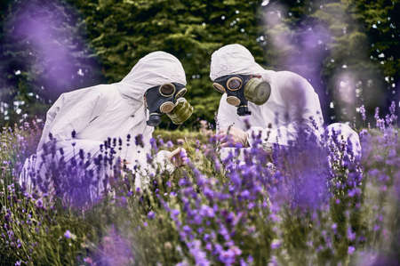 Couple of scientists wearing white overalls, gloves and gas masks crouching in blooming lavender field watching beautiful blossom. Purple flowers blurred on foregroundの写真素材