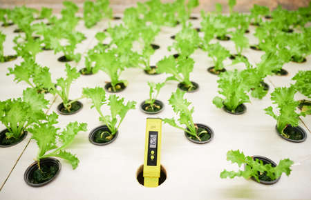 Close up of pH digital analyzer device and plant seedlings in cells of wooden shelf in greenhouse. Soil pH tester and green leafy plants in containers.の写真素材
