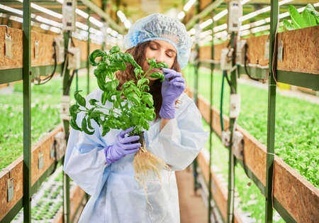 Female gardener in disposable cap and garden gloves enjoying scent of green leafy plant in...