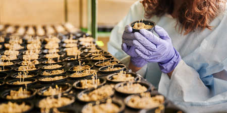 Close up of woman hands in garden gloves holding plastic container with plant sprouts growing in...