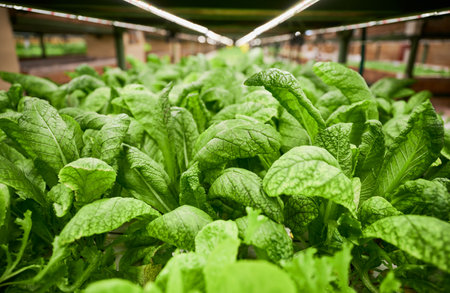 Leafy greens growing in agricultural hydroponic greenhouse. Large mustard leaves of green leafy...