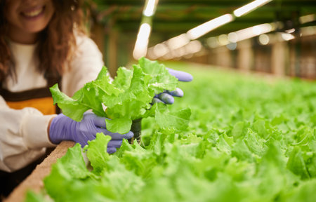 Woman gardener holding pot with sprouting plant while standing near shelving with seedlings in greenhouse. Close up of female hands in sterile gloves holding potted green plant.の写真素材