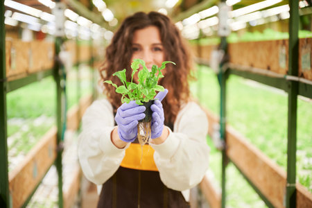 Female gardener demonstrating growing arugula plant seedling in greenhouse. Close up of woman hands...