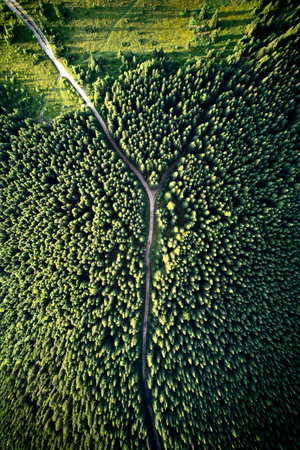 Aerial drone view of mountain road or pathway through alpine coniferous forest with green trees. Beautiful landscape of hiking path passing through conifer woods in lush green woodland.の写真素材