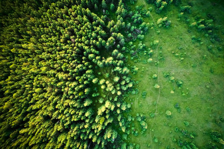 Drone photography of green coniferous alpine trees with deforested area. Beautiful landscape of mountain forest and grassy field after deforestation.の写真素材