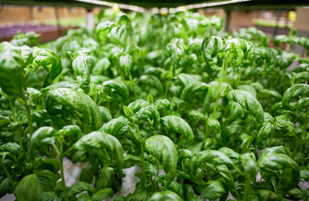 Close up of green leafy plant basil growing in agricultural hydroponic greenhouse. Leafy greens culinary herb cultivated in garden center.の写真素材