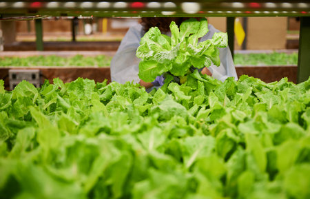 Close up of female gardener holding green leafy plant lettuce. Woman standing near leafy green vegetable plants in greenhouse.の写真素材