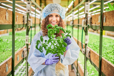 Female gardener holding pot with green basil, looking at camera and smiling in greenhouse. Happy woman with culinary herb standing in aisle between greenhouse shelved with plants.の写真素材