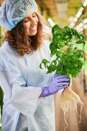 Female gardener holding pot with green basil in greenhouse. Happy woman with culinary herb standing in aisle between greenhouse shelved with plants.の写真素材