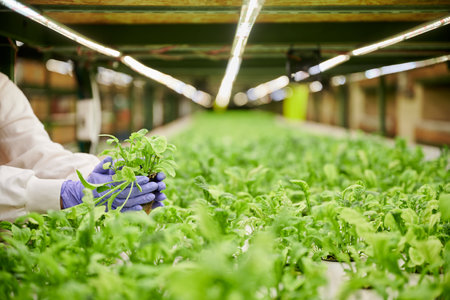 Woman gardener checking growth of leafy plants in greenhouse. Close up of female hands in sterile garden gloves holding green green plant.の写真素材