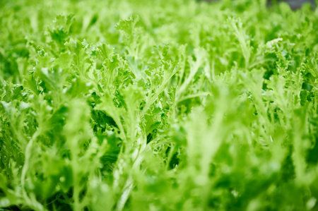 Green leaves of arugula edible plant cultivated in greenhouse. Leaf vegetable arugula leafy greens with green pinnate leaves.の写真素材
