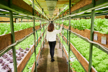 Back view of female person walking down aisle between shelves with leafy greens. Young woman strolling down agricultural greenhouse and looking at green leafy plants.の写真素材