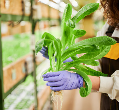 Close up of female gardener hands in garden rubber gloves holding leafy green plant on blurred background. Woman with leafy greens in hands standing in greenhouse.の写真素材