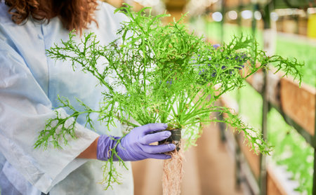 Close up of woman hands holding fresh leafy greens mizuna. Female gardener in garden gloves standing in aisle between racks with plants in greenhouse.の写真素材
