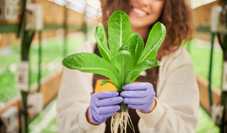 Close up of female gardener hands in sterile garden gloves holding small pot with green leafy plant. Woman demonstrating plant seedling in greenhouse.の写真素材