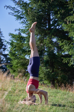 Woman doing morning exersices outdoors. Sporty flexible woman standing on head on grass. Slim female wearing sportswear, doing yoga, meditating, training outdoors. Concept of yoga and sport.の写真素材