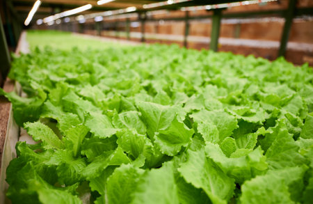 Fresh leafy greens lettuce salad on shelf in garden center. Green leafy plant growing in agricultural hydroponic greenhouse.の写真素材
