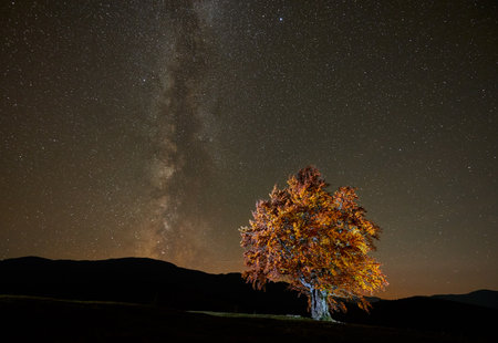 Vibrant autumn tree, illuminated brilliantly, stands under sky teeming with stars and Milky Way. Dark silhouettes of distant mountains provide contrasting backdrop, enhancing trees vivid colors.の写真素材