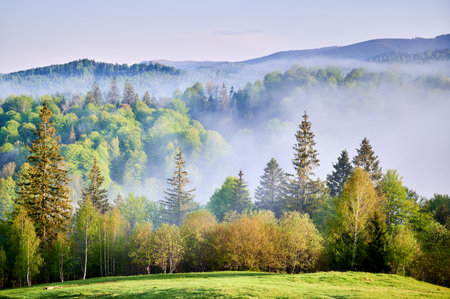Lush green hills covered in dense forest rise into misty morning sky. Sunlight filters through fog, creating soft, ethereal glow on treetops, and vibrant foliage contrasts against misty background.の写真素材